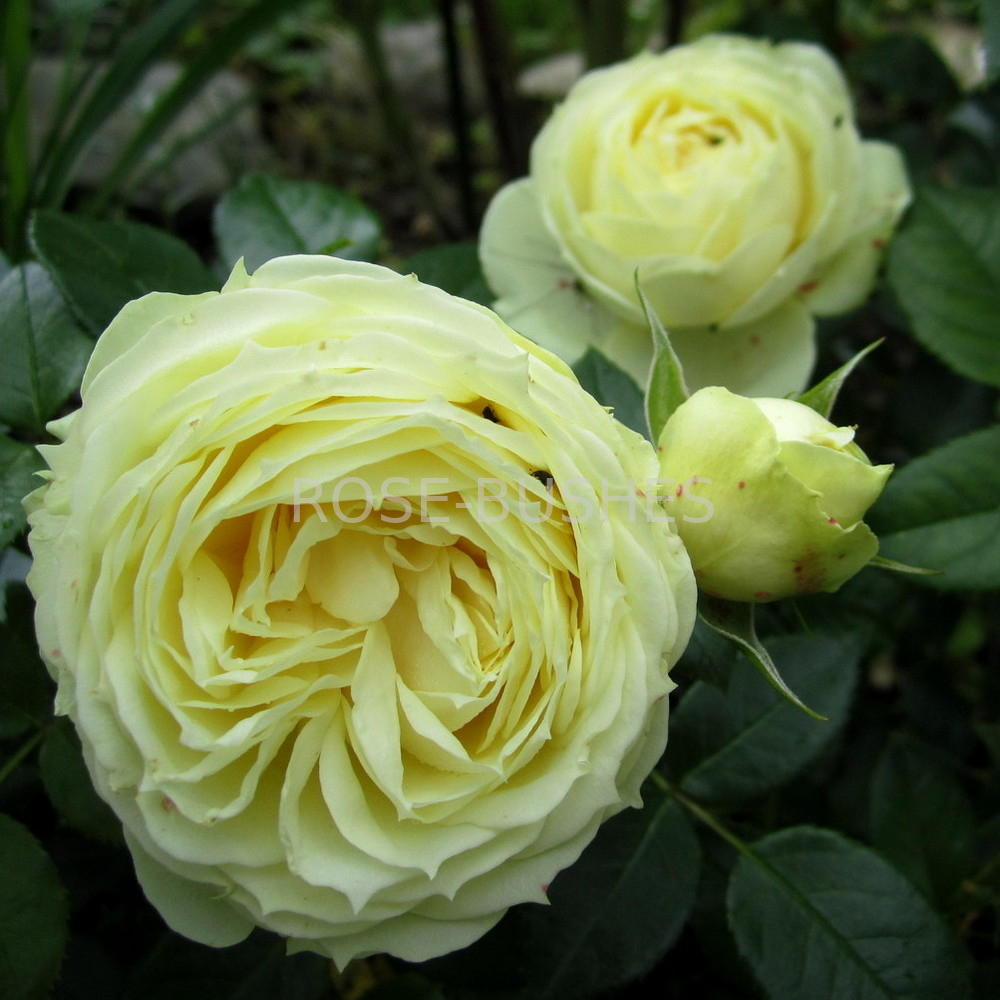 ����� ������. Lemon Rokoko. (����.)
